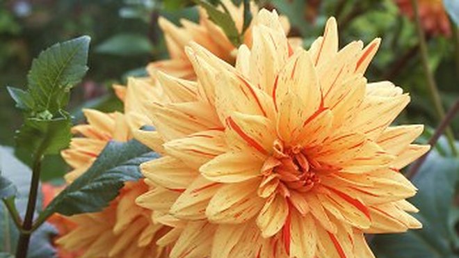 La dahlia est une plante généreuse mais exigeante et gourmande. La dahlia est une plante généreuse mais exigeante et gourmande.