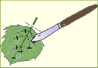 Bouturer des feuilles
