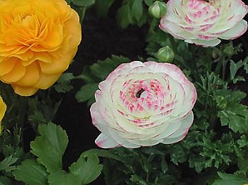 Renoncules amies des fontaines et des pièces d'eau