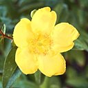 Belle et sans entretien ?