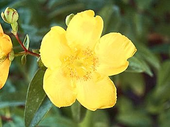 Belle et sans entretien ?