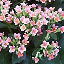 Kalanchoés en fleur