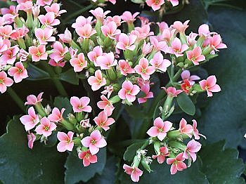 Kalanchoés en fleur