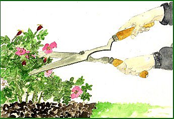 Taillez sans détail avec la cisaille à haie.