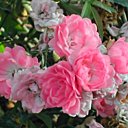 Une beauté sans effort