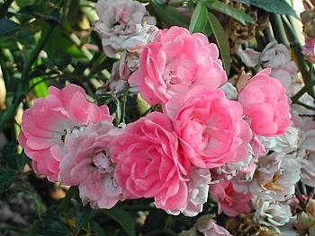 Une beauté sans effort