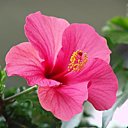 L'hibiscus, tropical par nature