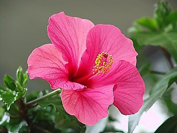L'hibiscus, tropical par nature