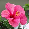 L'hibiscus rose de Chine
