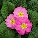 Les primevères en fleurs si tôt.