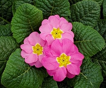 Les primevères en fleurs si tôt.