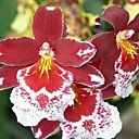 Cambria, une belle orchidée facile
