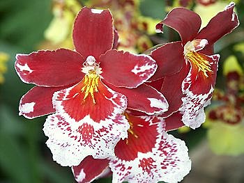 Cambria, une belle orchidée facile