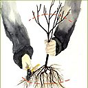 Taillez dès la plantation