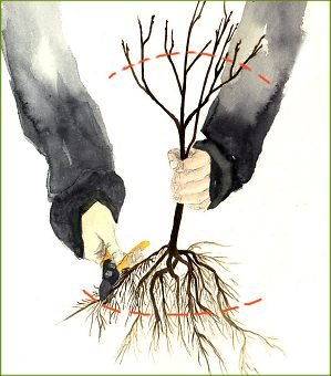 Taillez dès la plantation