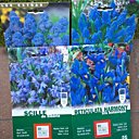 Scille de Sibérie, la belle bleue