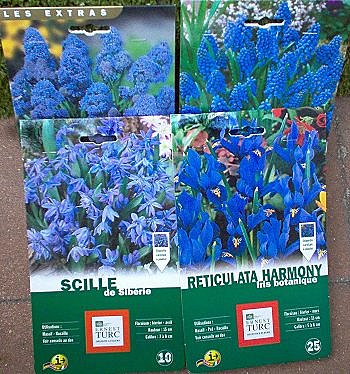 Scille de Sibérie, la belle bleue