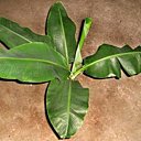 Vos plantes d'intérieur ont la banane...