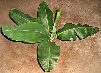 Vos plantes d'intérieur ont la banane...