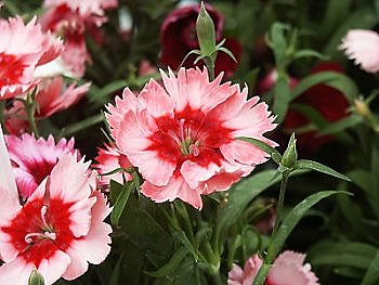 Œillet de Chine ou des poètes ?