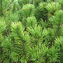 Miniature, maxi nature !