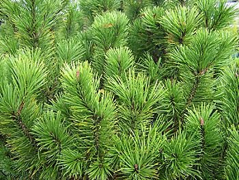 Miniature, maxi nature !