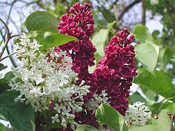 Lilas à fleur double