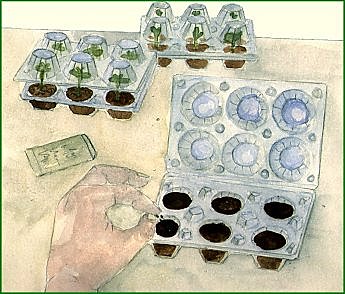 Une mini-serre de fortune