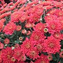 Des chrysanthèmes, pour inaugurer l'automne