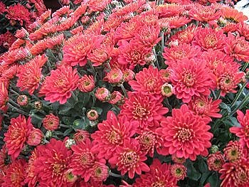 Des chrysanthèmes, pour inaugurer l'automne