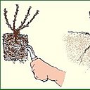 Planter un rosier en conteneur