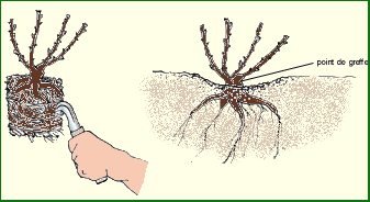 Planter un rosier en conteneur