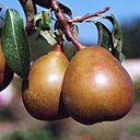 Ces belles poires vous attendent...