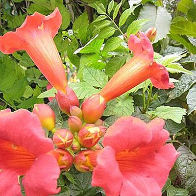 Une plante exotique aussi à l'aise au Sud qu'au Nord de la France