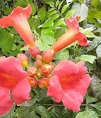 Une plante exotique aussi à l'aise au Sud qu'au Nord de la France