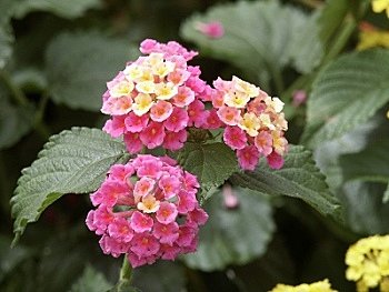 Jolies mais toxiques !