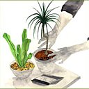 Paillez vos plantes d'intérieur pour empêcher le dépôt de traces blanchâtres sur vos pots.