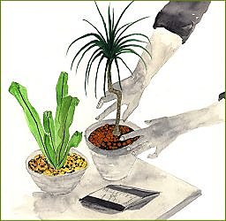 Paillez vos plantes d'intérieur pour empêcher le dépôt de traces blanchâtres sur vos pots.