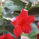 Les Dipladenia rougiront aussi Nord de la Loire ;-)