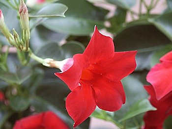 Les Dipladenia rougiront aussi Nord de la Loire ;-)