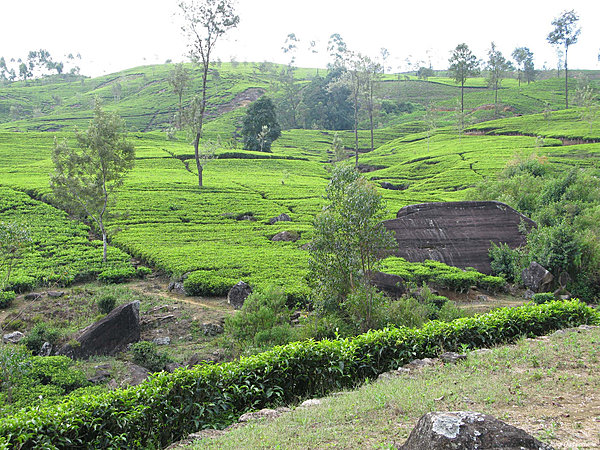 Bogawantalawa_SriLanka3