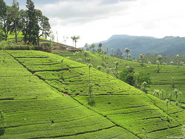 Bogawantalawa_SriLanka