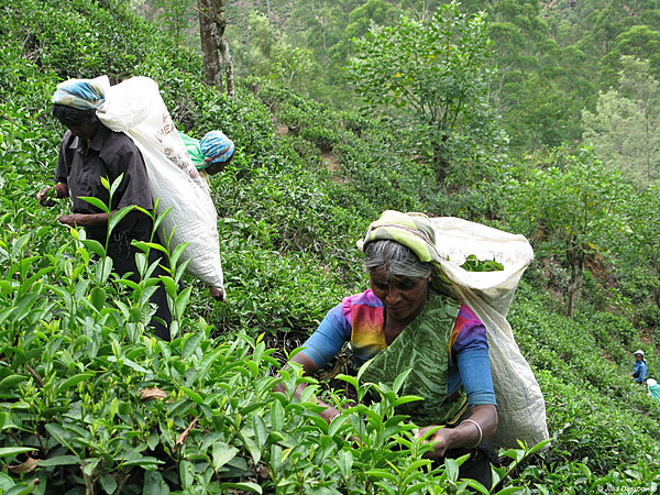 La cueillette du thé à Norwood, dans la vallée de Bogantalawa