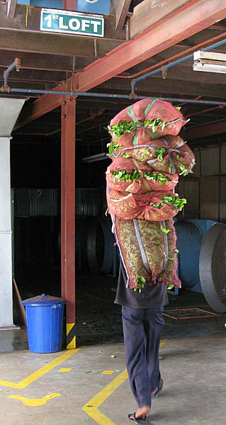 TeaFactory-Norwood Estate