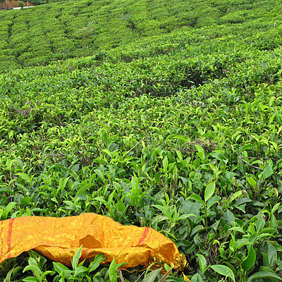 Bogawantalawa_SriLanka2 Bogawantalawa_SriLanka2