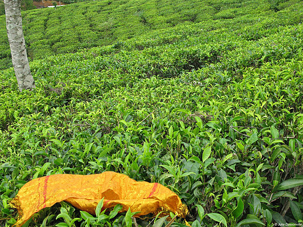 Bogawantalawa_SriLanka2