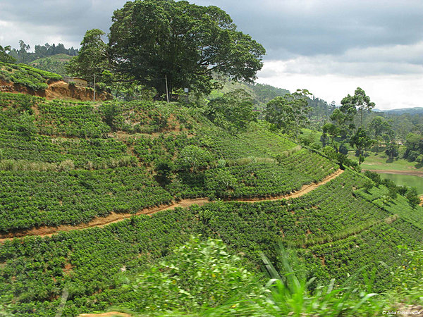 Bogawantalawa_SriLanka4