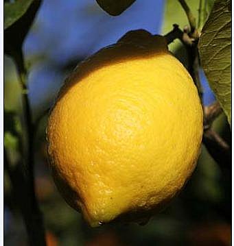 Le plus beau des citrons