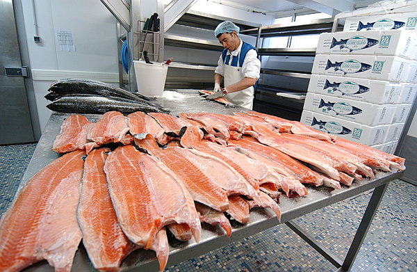 Les filets du saumon sont levés