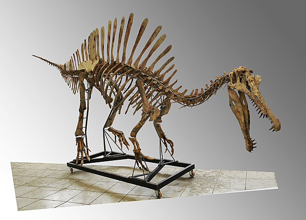 Squelette de Spinosaurus – 8 mètres – 100 millions d’années (fin du Crétacé inférieur- Provenance : Afrique du Nord
Estimation sur demande
